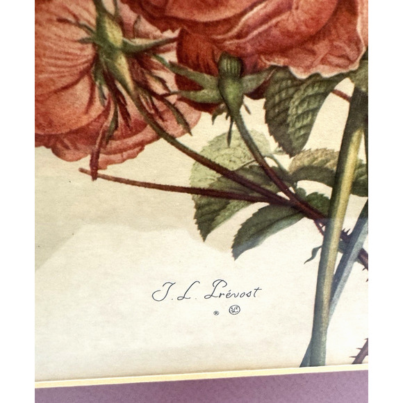 Vintage Jean Louis Prevost Iris Roses and Narcissus Print Framed with Mat/Glass - Picture 3 of 4